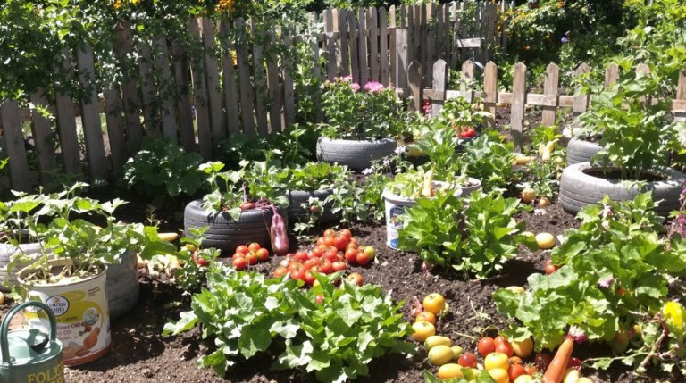 affordable vegetable gardening tips
