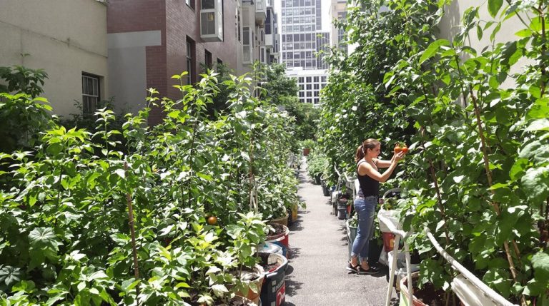 sustainable city agriculture initiatives