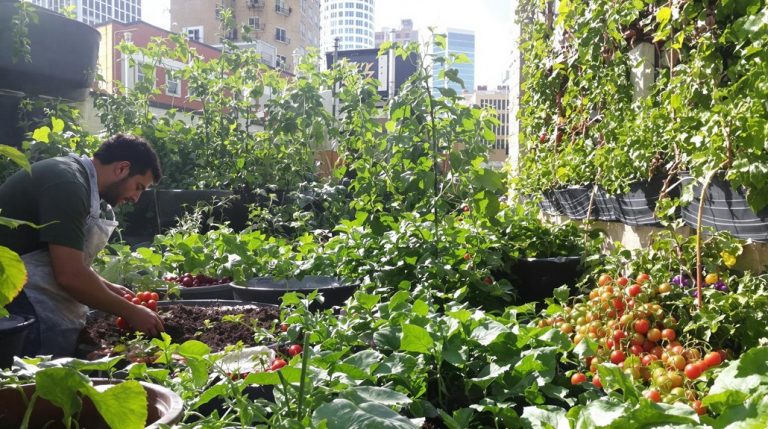sustainable city agriculture profitability