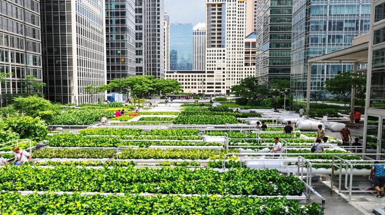 urban farming for hunger
