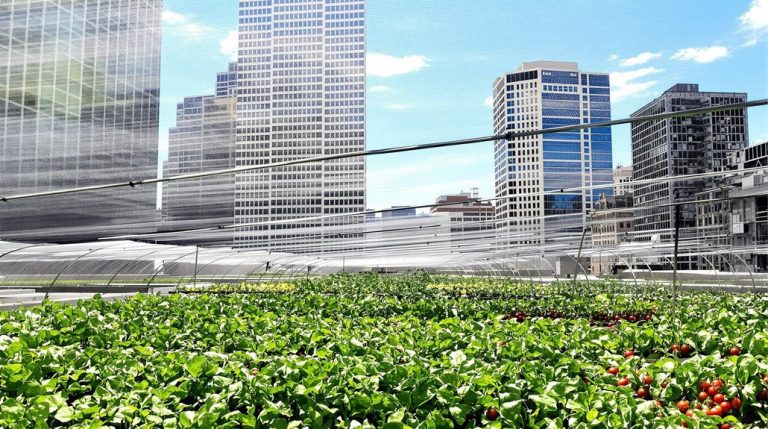sustainable city farming practices