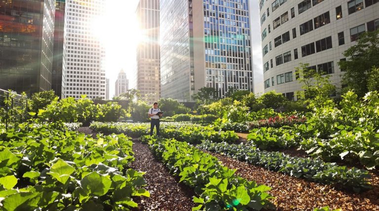 sustainable farming in cities