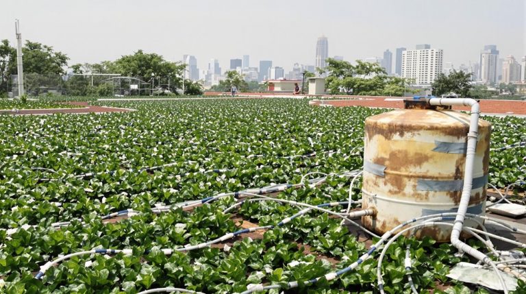 sustainable urban farming practices