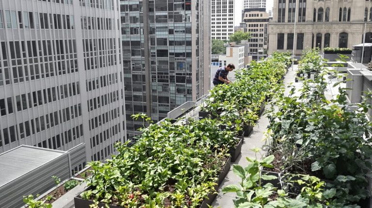 urban farming obstacles faced