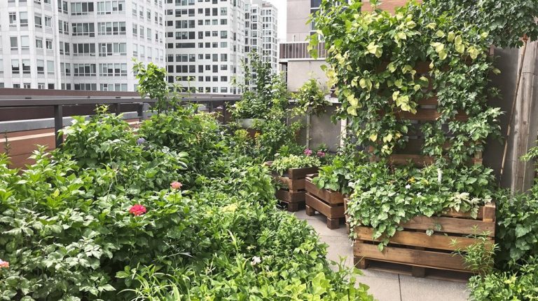 urban farming space constraints